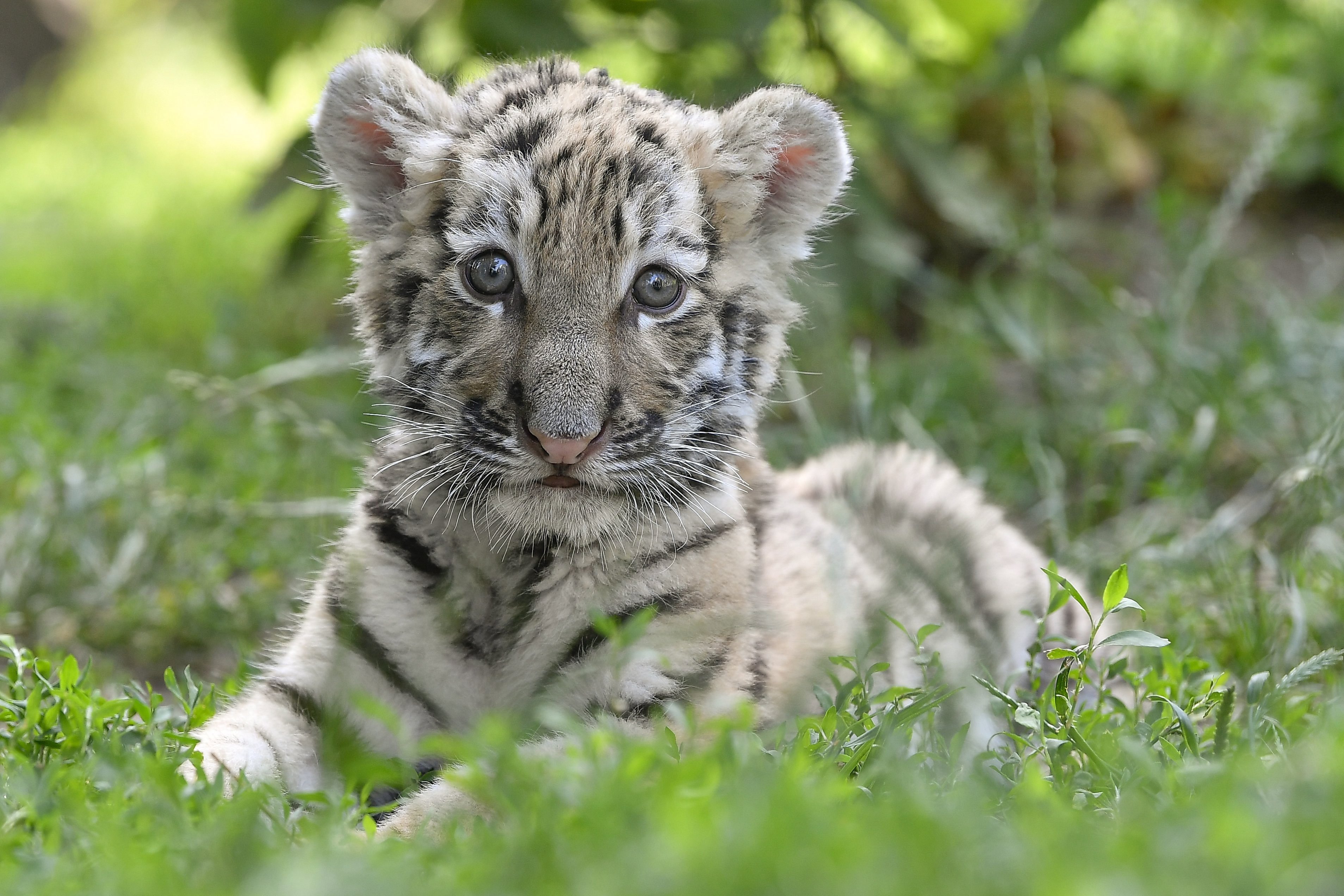 60 szibériai tigris született a világ legnagyobb tenyészközpontjában