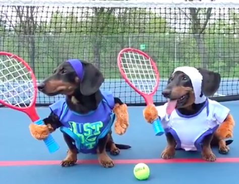 És azt a viccet ismered, hogy két kutya teniszezik?