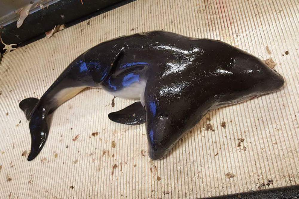 Kétfejű delfint találtak az Északi-tengerben