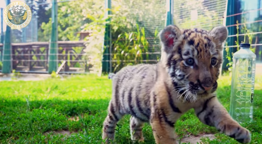 Először látható videón a Debrecenben született tigris