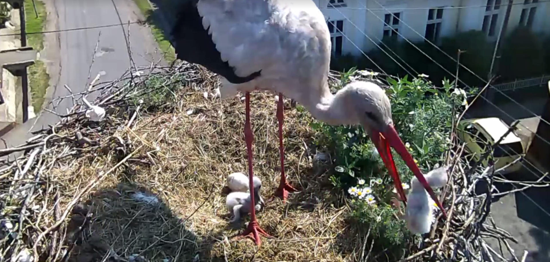 A webkamera megmutatta, milyenek igazából a gólyák, a kommentelők és a gólyavédők egymásnak estek