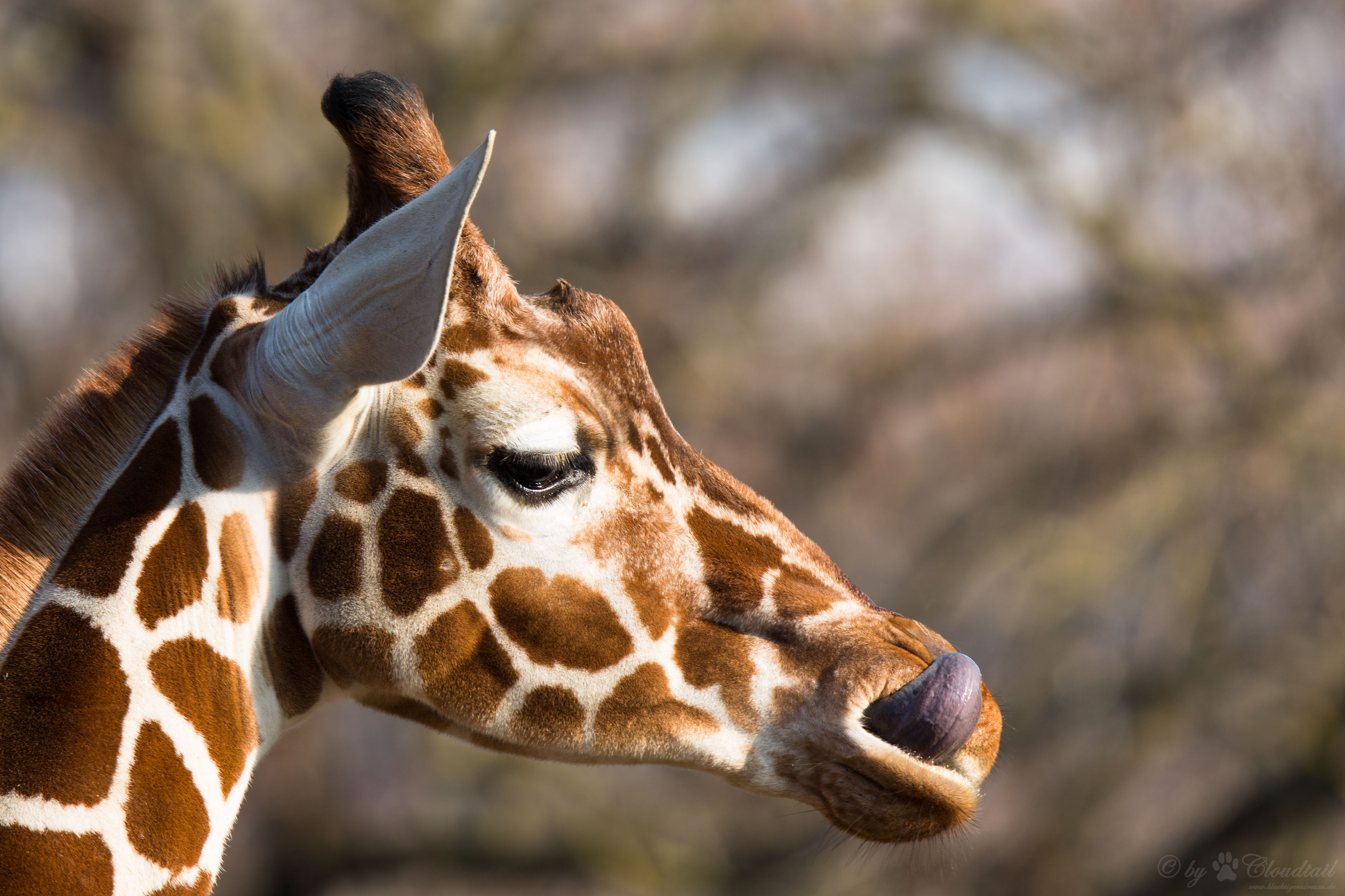 Zsiráf ölt meg egy operatőrt Dél-Afrikában