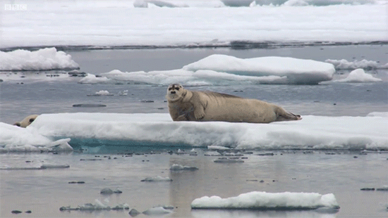 Lenyűgöző felvételeken cserkészi be a fókát az éhes jegesmedve