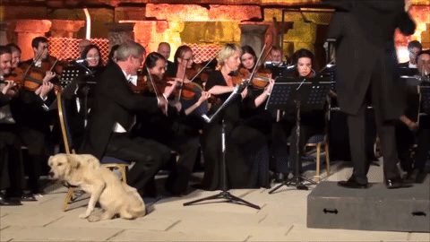 Váratlanul egy török kóbor kutya sétált bele a Bécsi Kamarazenekar koncertjébe