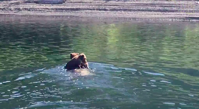 Anyukájuk hátán úsznak át a tavon a medvebocsok