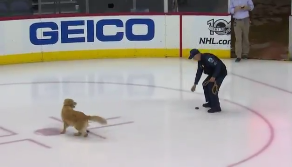 Beszaladt a pályára egy kutya és lenyomott egy jégkorong-meccset a biztonsági őrrel