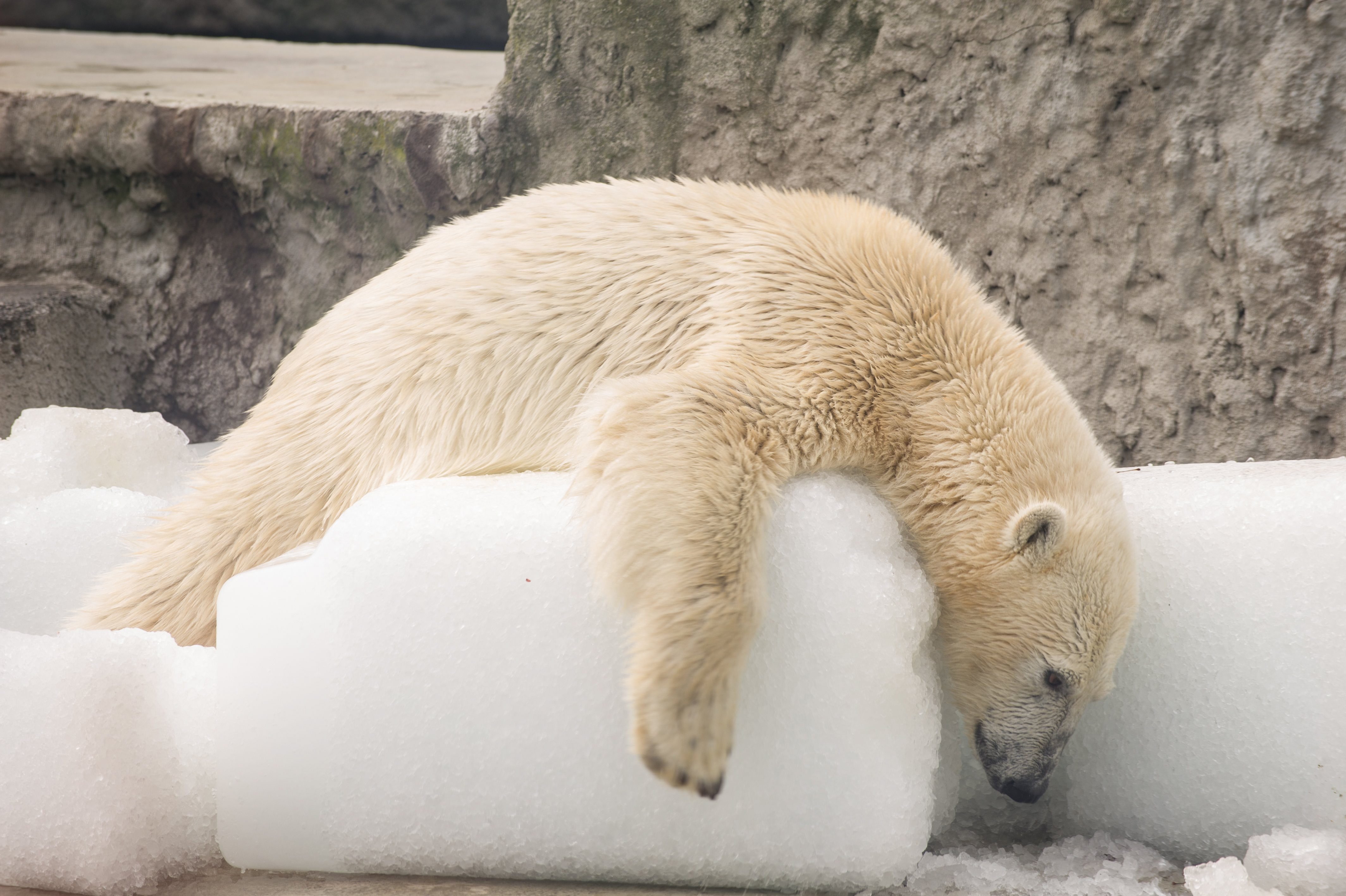 A század végére kihalhatnak a jegesmedvék a klímaváltozás miatt