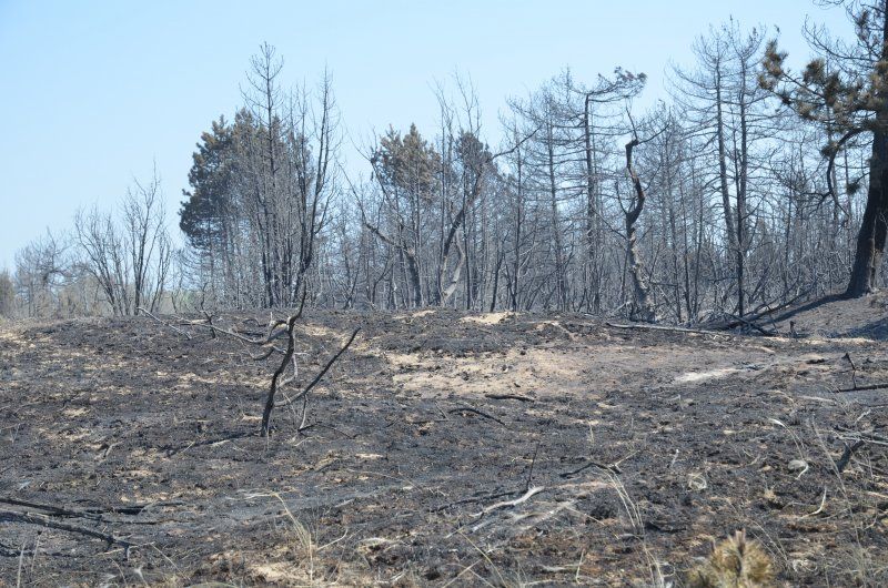 Hat hektáron égett az erdő Bugacon