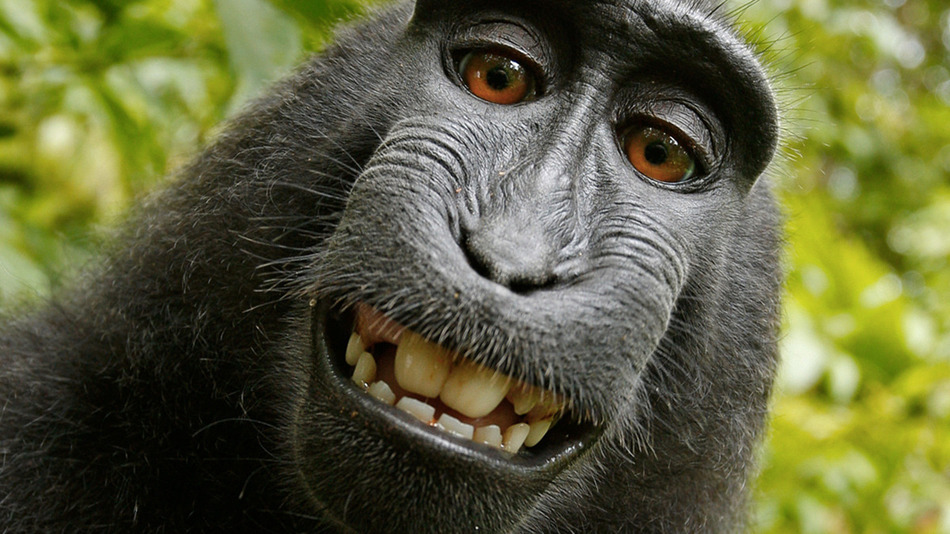 Tönkrement a majomszelfiztető fotós, és lehet, hogy ezentúl kutyasétáltatásból kell megélnie