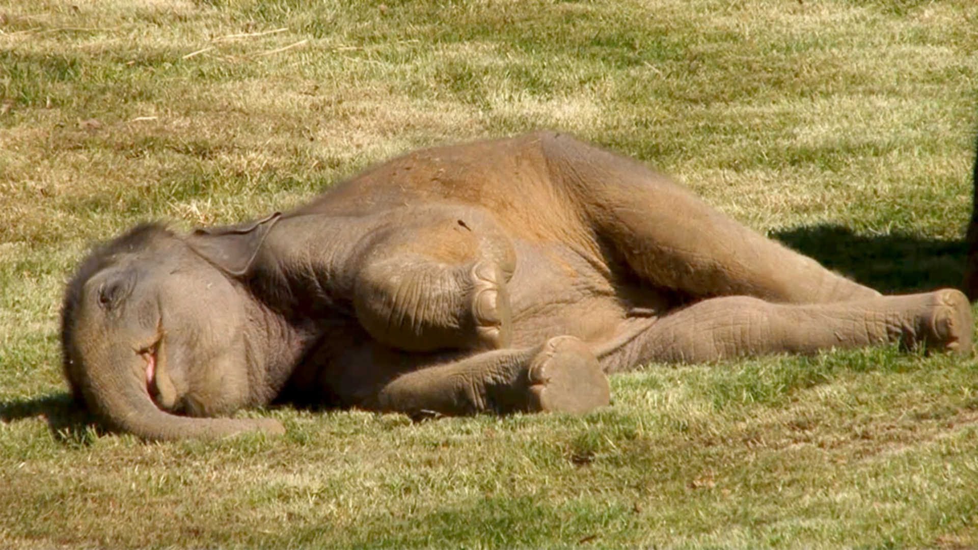 A kiselefánt füle botját sem mozdította, amikor az anyukája ébresztgette, bezzeg miután megjöttek a gondozók!