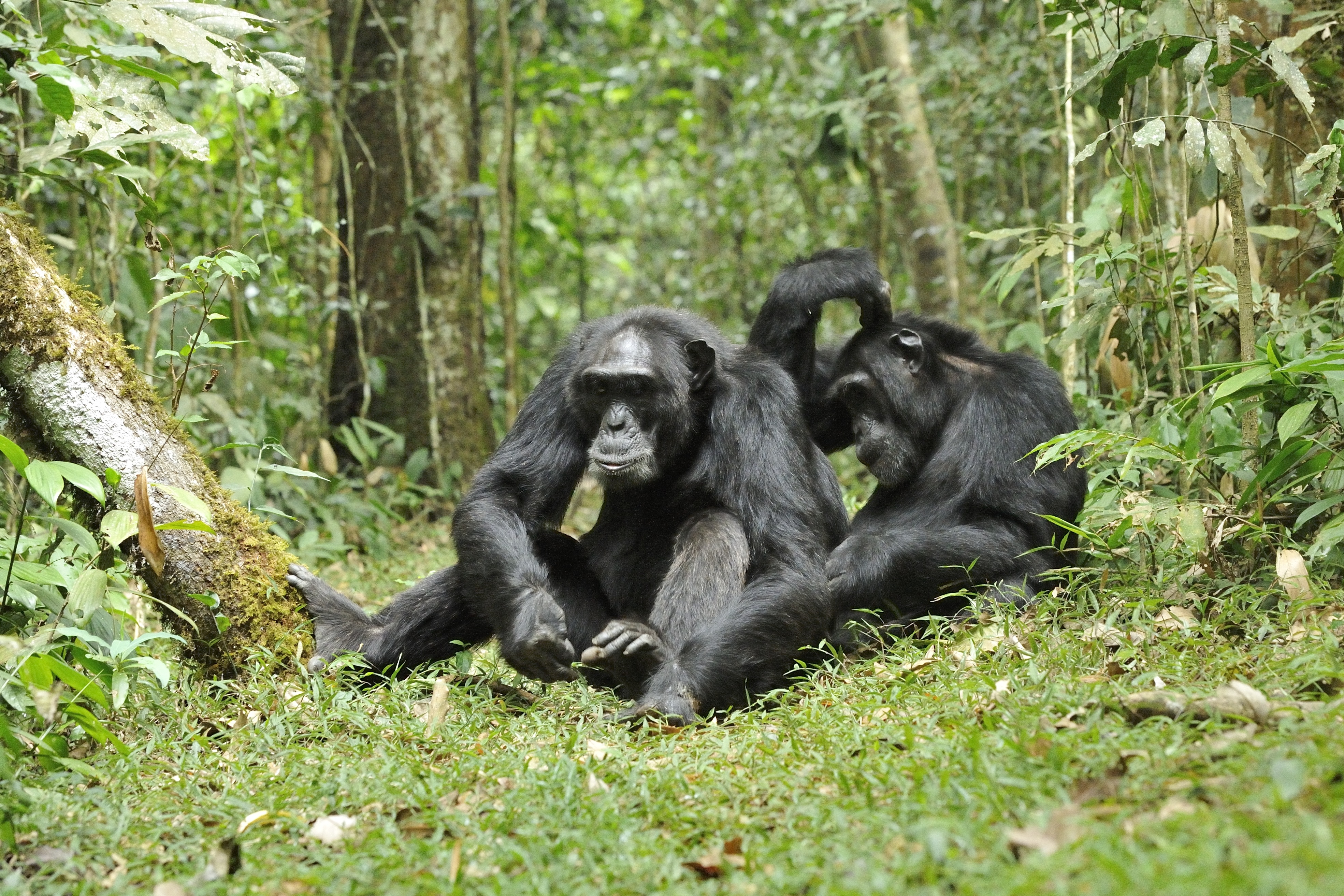Rovarokkal gyógyítják egymás sebeit a csimpánzok egy új megfigyelés szerint