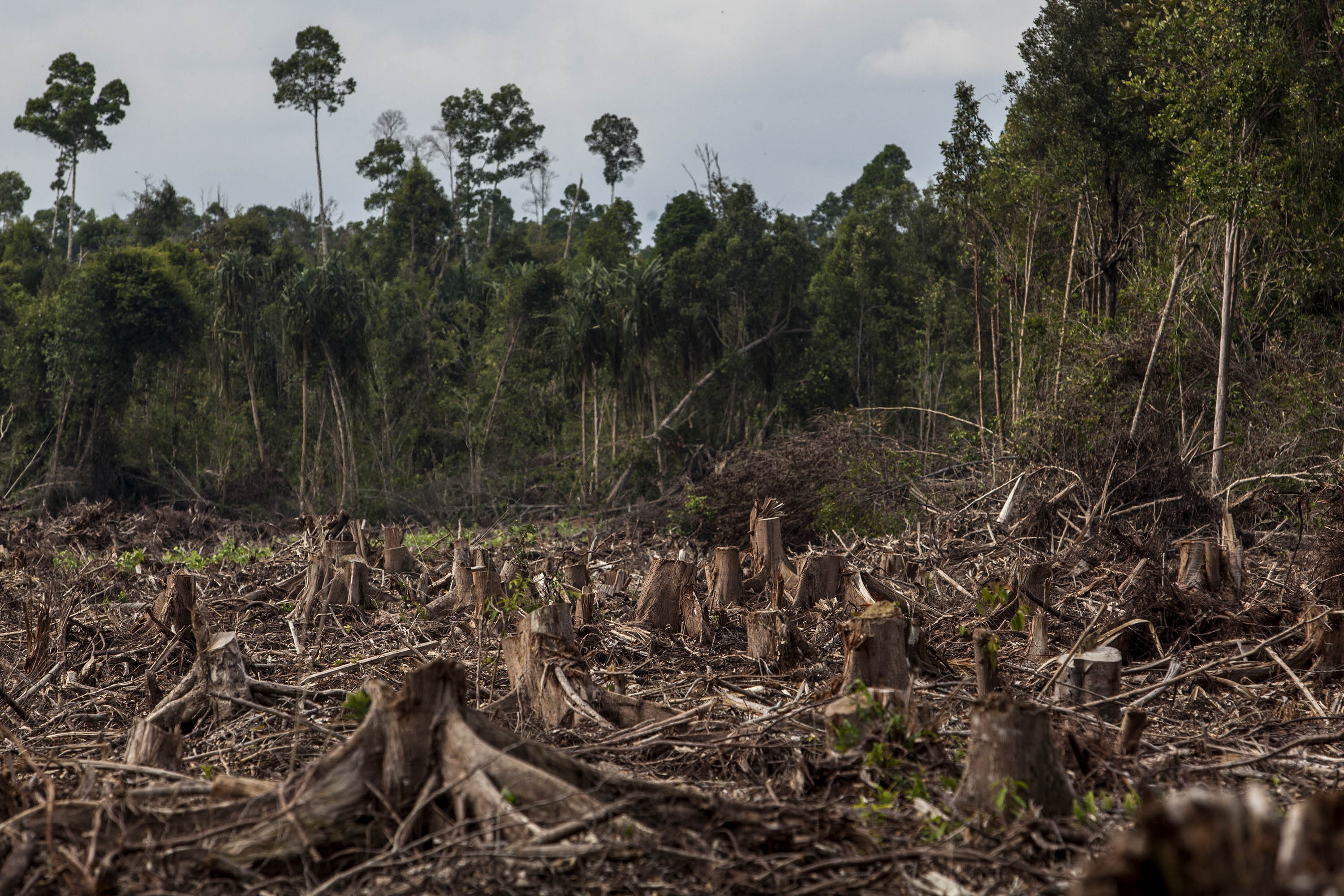 Проблема тропического леса. Обезлесение тропических лесов Африки. Леса Суматры. Вырубка тропических лесов Амазонии. Обезлесение Бразилии.