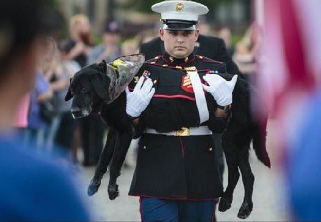 Több százan búcsúztatták az amerikai tengerészgyalogság bombakereső kutyáját