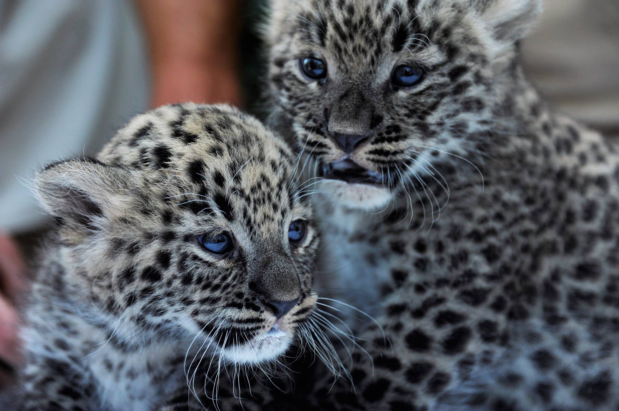 Perzsa leopárd kölykök születtek a Nyíregyházi Állatparkban