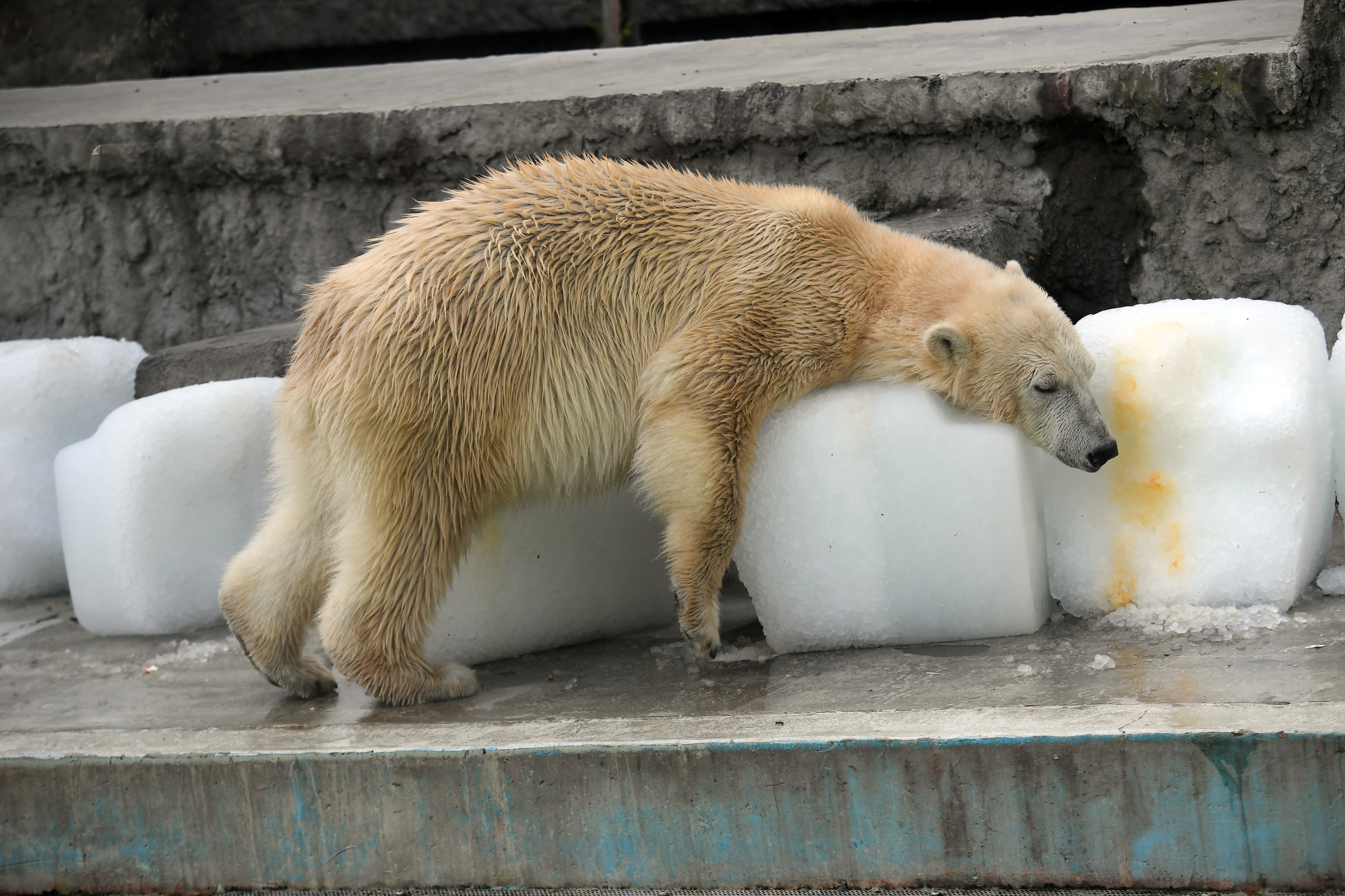 Óriás jégkockákon hasalnak a budapesti állatkert jegesmedvéi