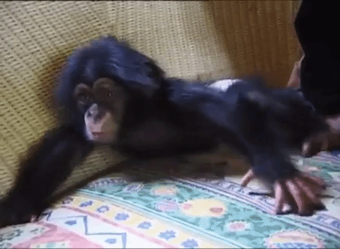 Kő-papír-ollózni is tudnak a csimpánzok