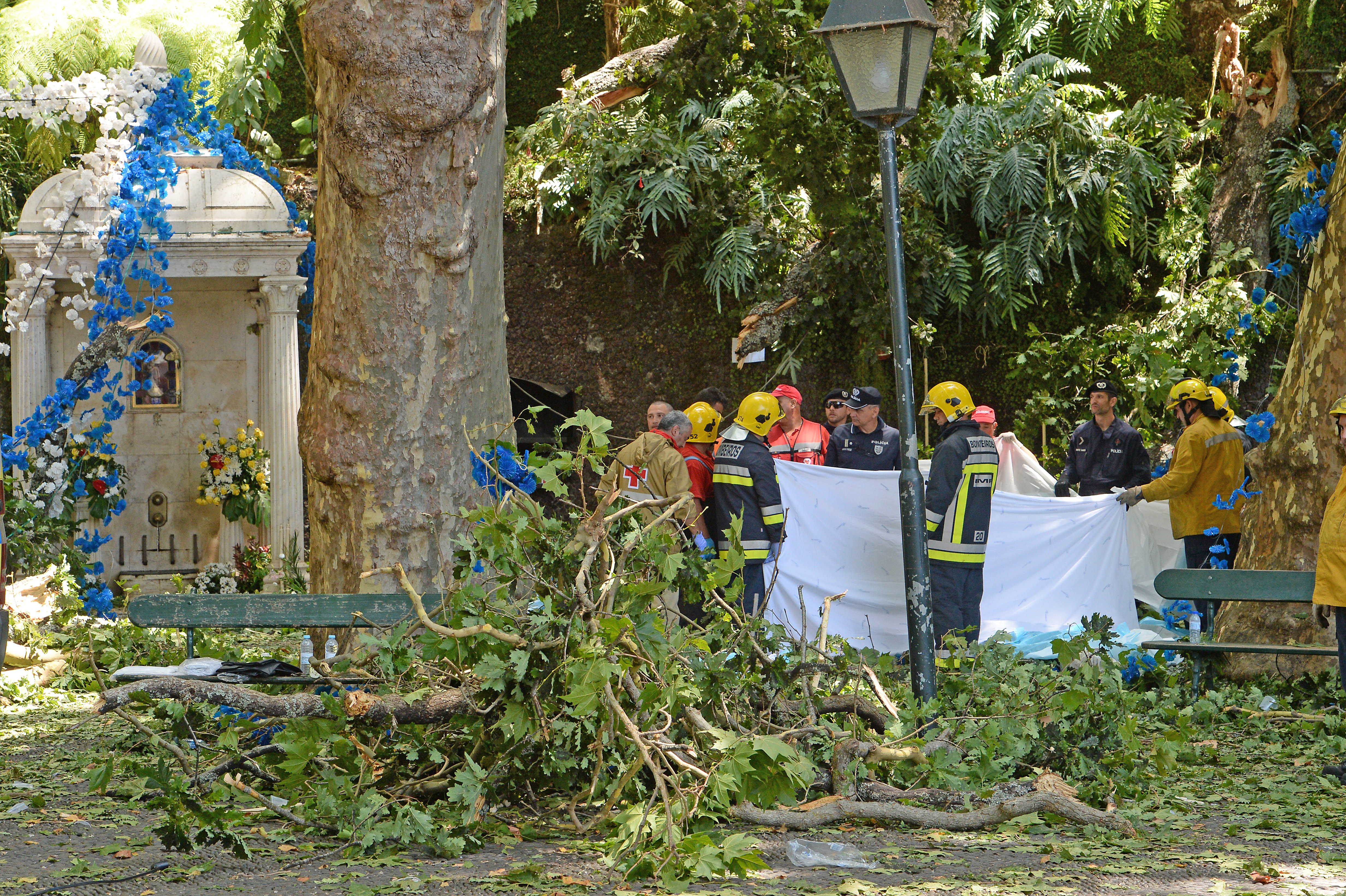 Egy magyar is megsérült, amikor egy vallási ünnepségre dőlt egy 200 éves fa Madeirán