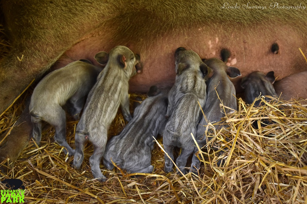 Ezekben a pillanatokban is büszkén szoptatja a Budakeszi Vadaspark mangalica kocája hat kismalacát