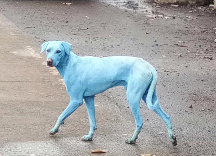 Kék kutyák bukkantak fel Mumbaiban
