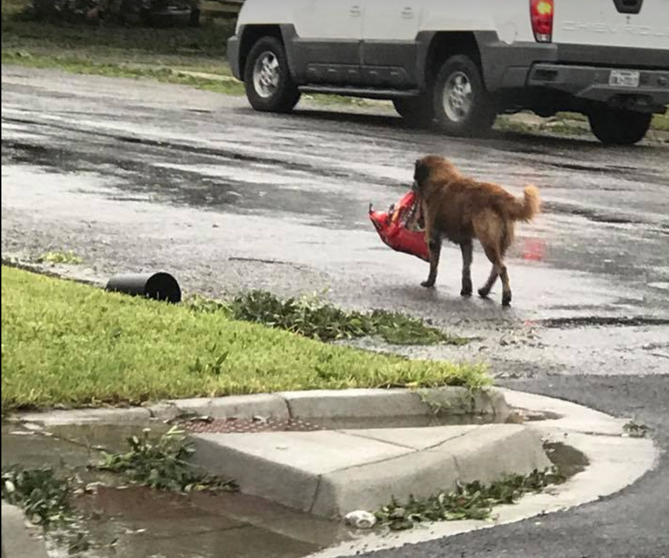 Harvey hurrikán legnagyobb túlélője Otis kutya, aki egy zsák kutyakajával készül a vihar utáni újrakezdésre