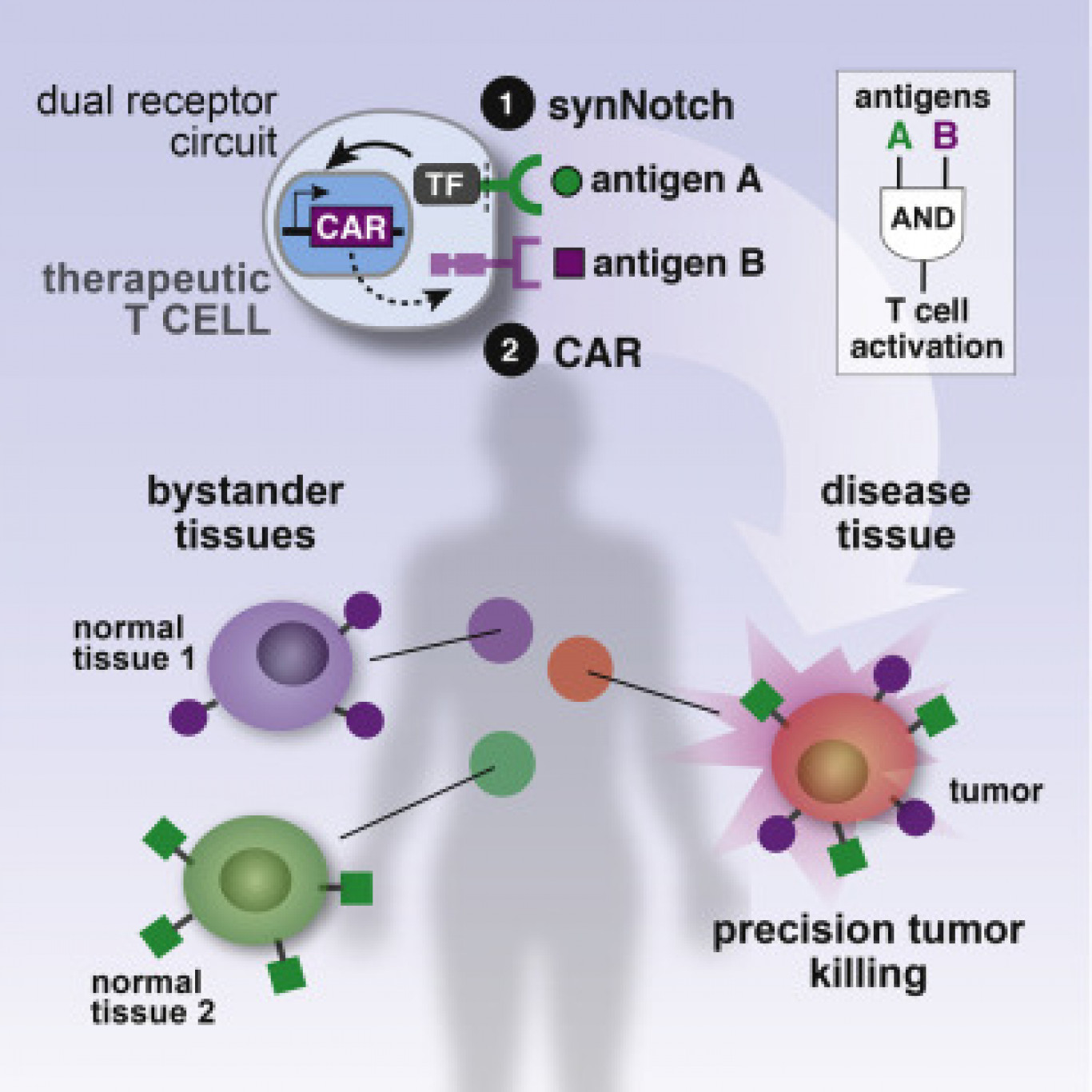 Designed cells. Код клетки. Antigen recognition by t Cell. Код клетки человека. Коды на клетки.