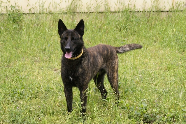 Kabala, a drogkereső kutya 50 gramm cuccot talált a Hős utcában