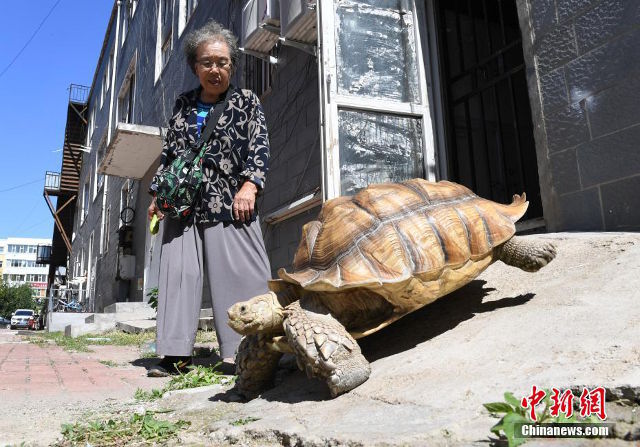 Egy idős kínai asszonyság mindennap sétálni indul az 50 kilós teknősével