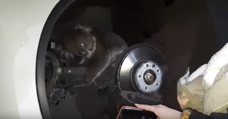 Túlélte az utat a traumatizált koala, amelyik 16 kilométert utazott egy kerék mögött kapaszkodva