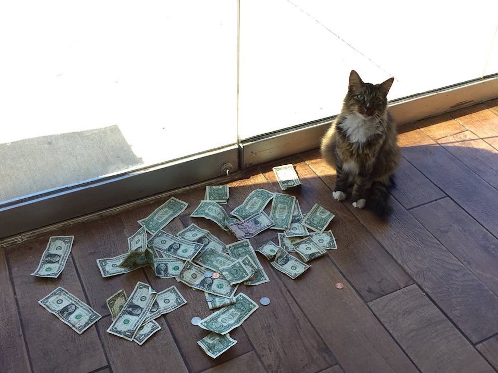 Nyafi cica betegesen imádja a pénzt, annyira, hogy még lopni is képes
