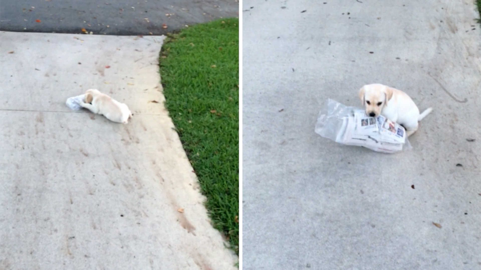 Igazi példakép: a kiskutya, aki addig nem nyugszik, míg be nem hozza az újságot, pedig az nagyobb, mint ő