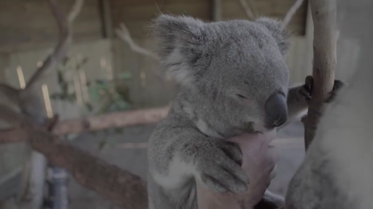 Ez a videó kétséget kizáróan bizonyítja, a koalamacik valójában csak vicces orrú kiskutyák