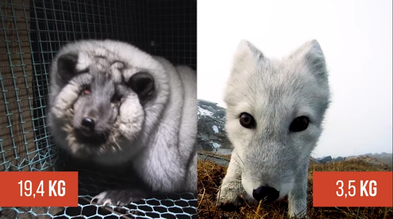 A felismerhetetlenségig hizlalják a sarki rókákat a finn szőrmefarmokon