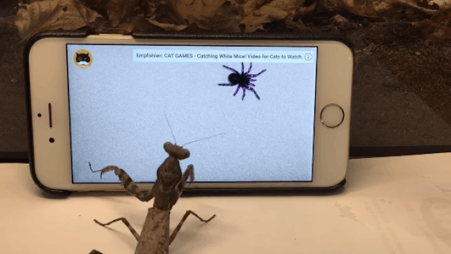 Nem hiszed el: ez az imádkozósáska tényleg egy érintőképernyőn szaladgáló pókra vadászik
