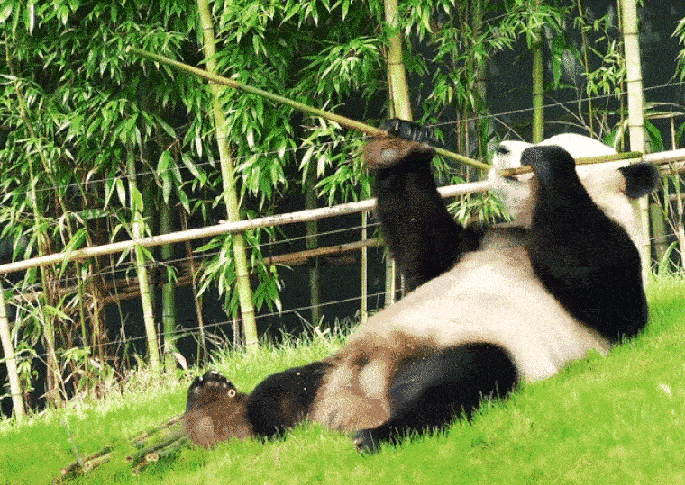 Most, hogy sikerült megmenteni a pandákat, elpusztulhat az élőhelyük