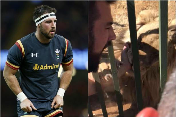 Megharapta egy oroszlán az idióta walesi rögbist