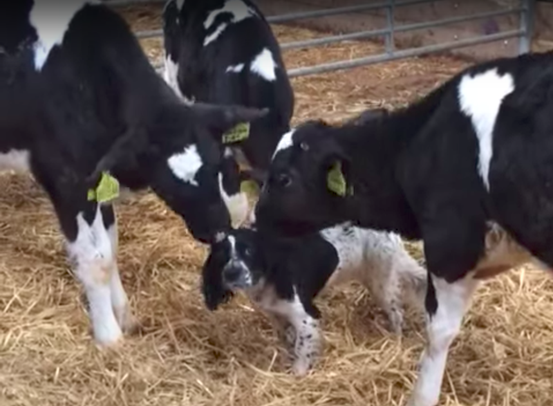 Bocinak hitték a tehenek a fekete-fehér foltos kutyust, nyalogatni kezdték