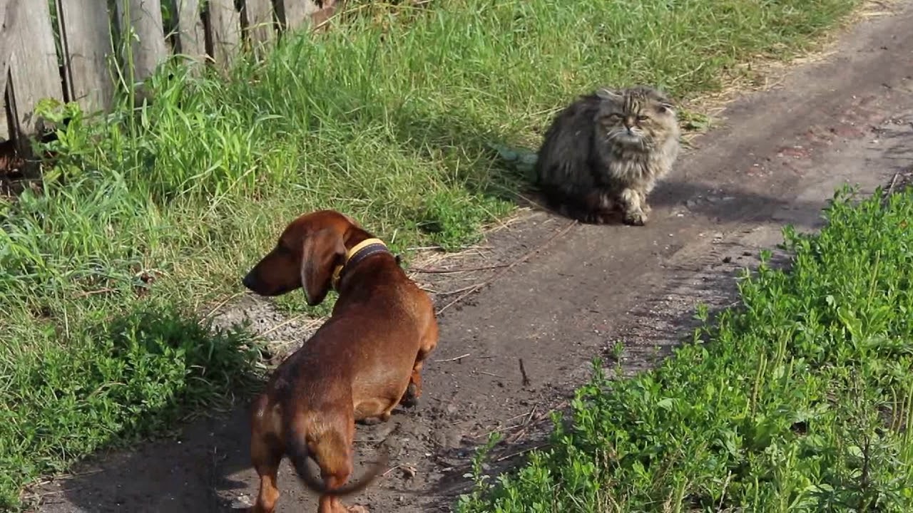 Egy hesseni kisvárosban DNS alapján azonosítanák, melyik kutya szart a járdára