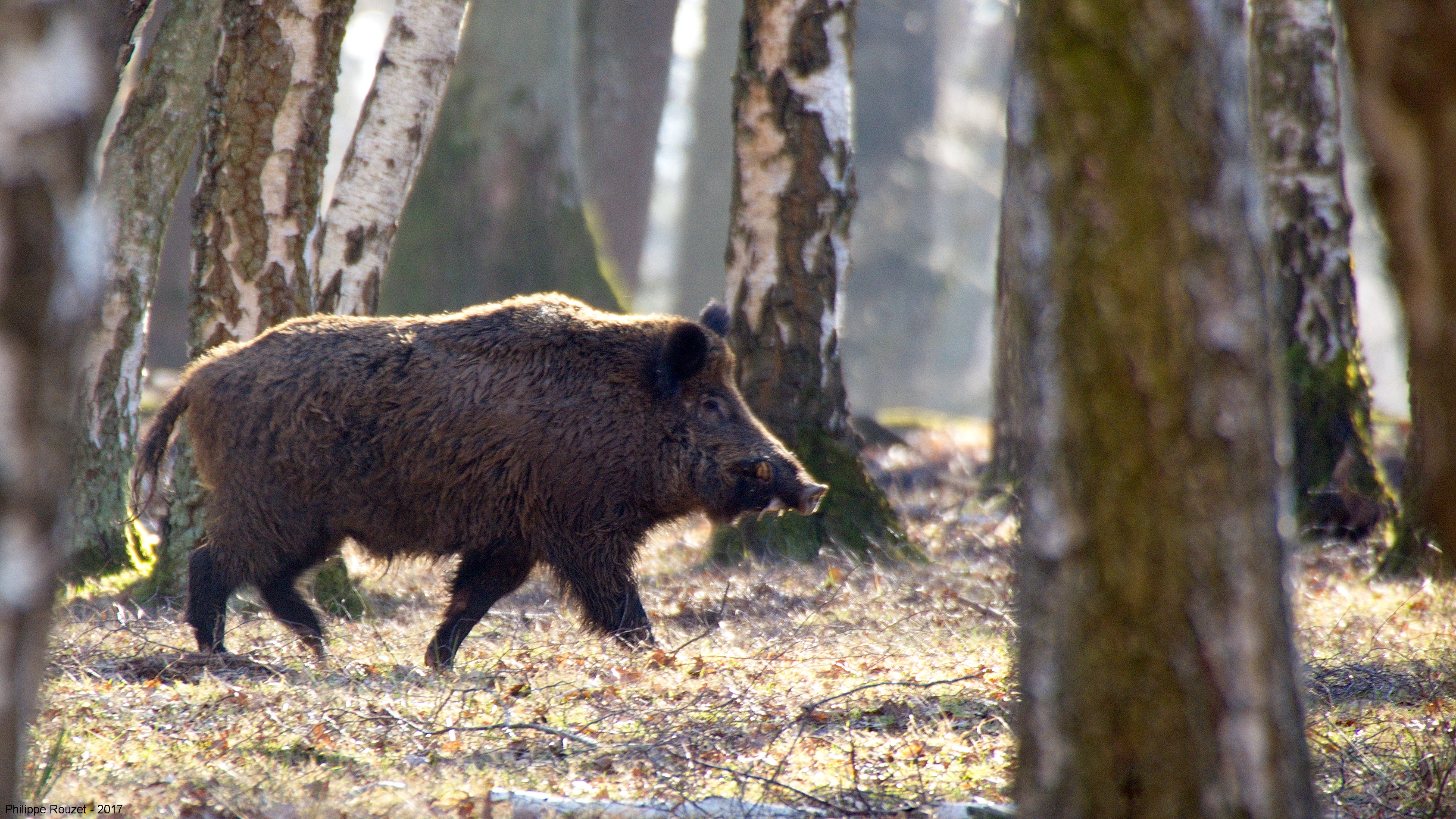 Leölik a Budakeszi Erdészet elkerített vadászterületén belül élő vaddisznókat
