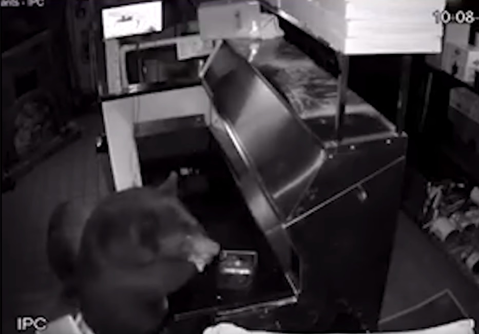 Sajnáljuk, de valójában a pizzériába betörő medvecsalád videója sem vicces