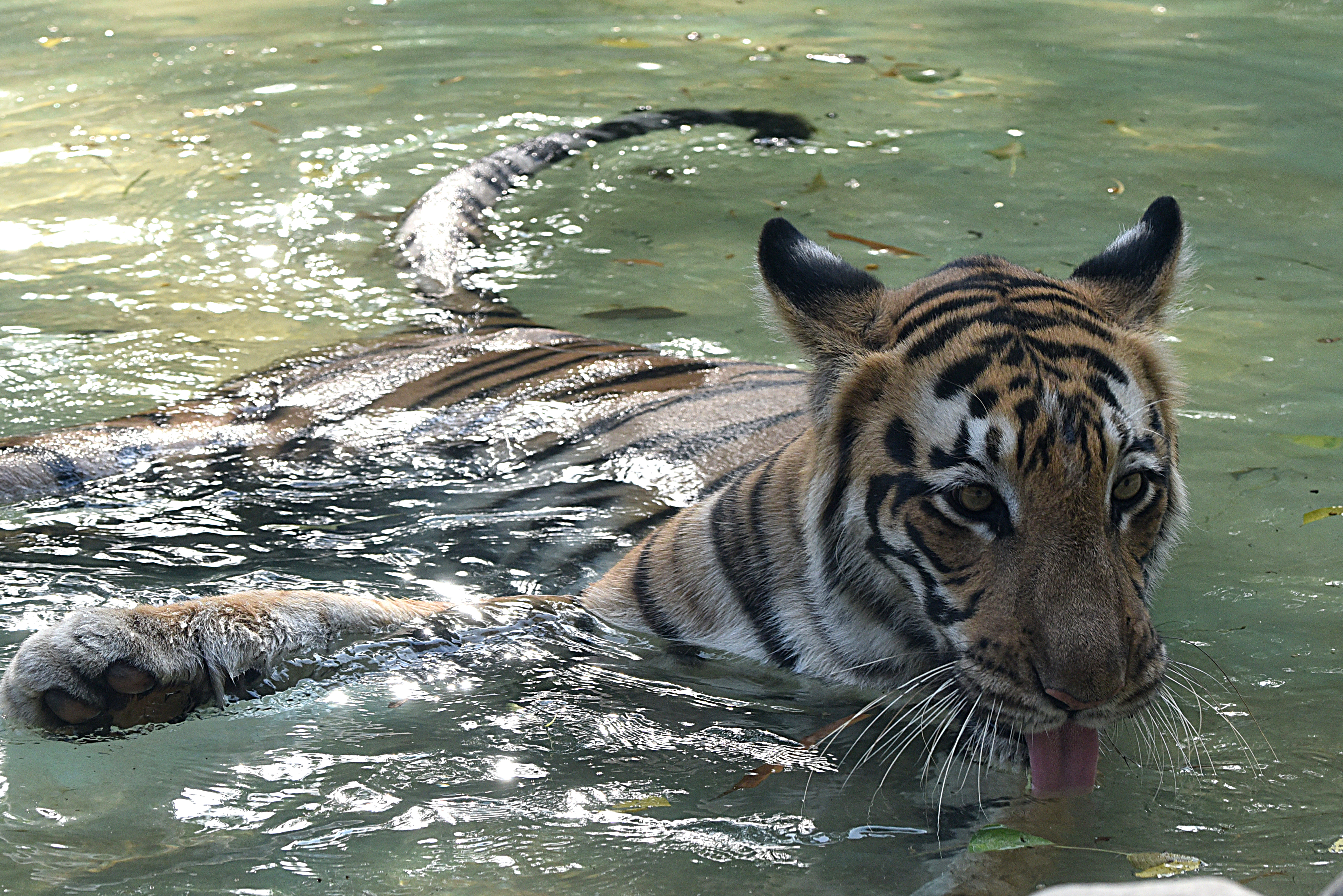 Halálra ítélte az indiai bíróság az emberevő tigrist