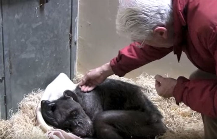 Halálos ágyán is felismerte gondozóját az 59 éves csimpánz