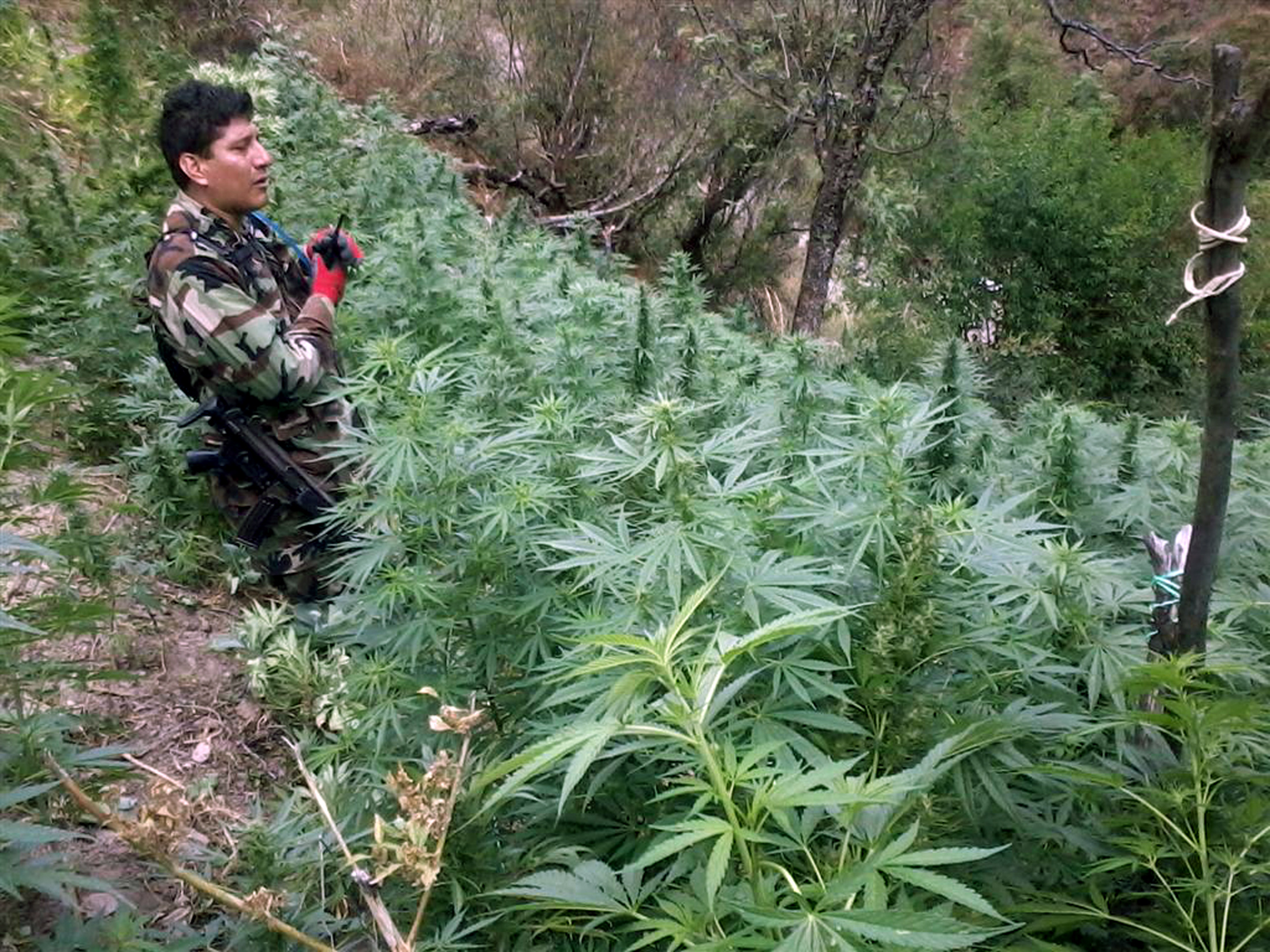 Peruban is legalizálták az orvosi marihuánát
