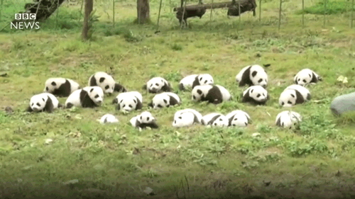 42 pandakölyök mocorog egy szecsuáni tisztáson