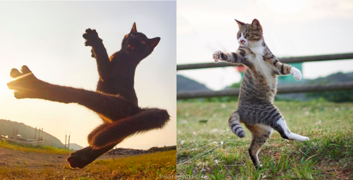 A zseniális fotós, aki bemutatja a harcművész cicák titkos világát