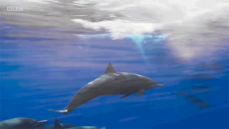 Nagyon sok delfin pusztult el Florida partjainál
