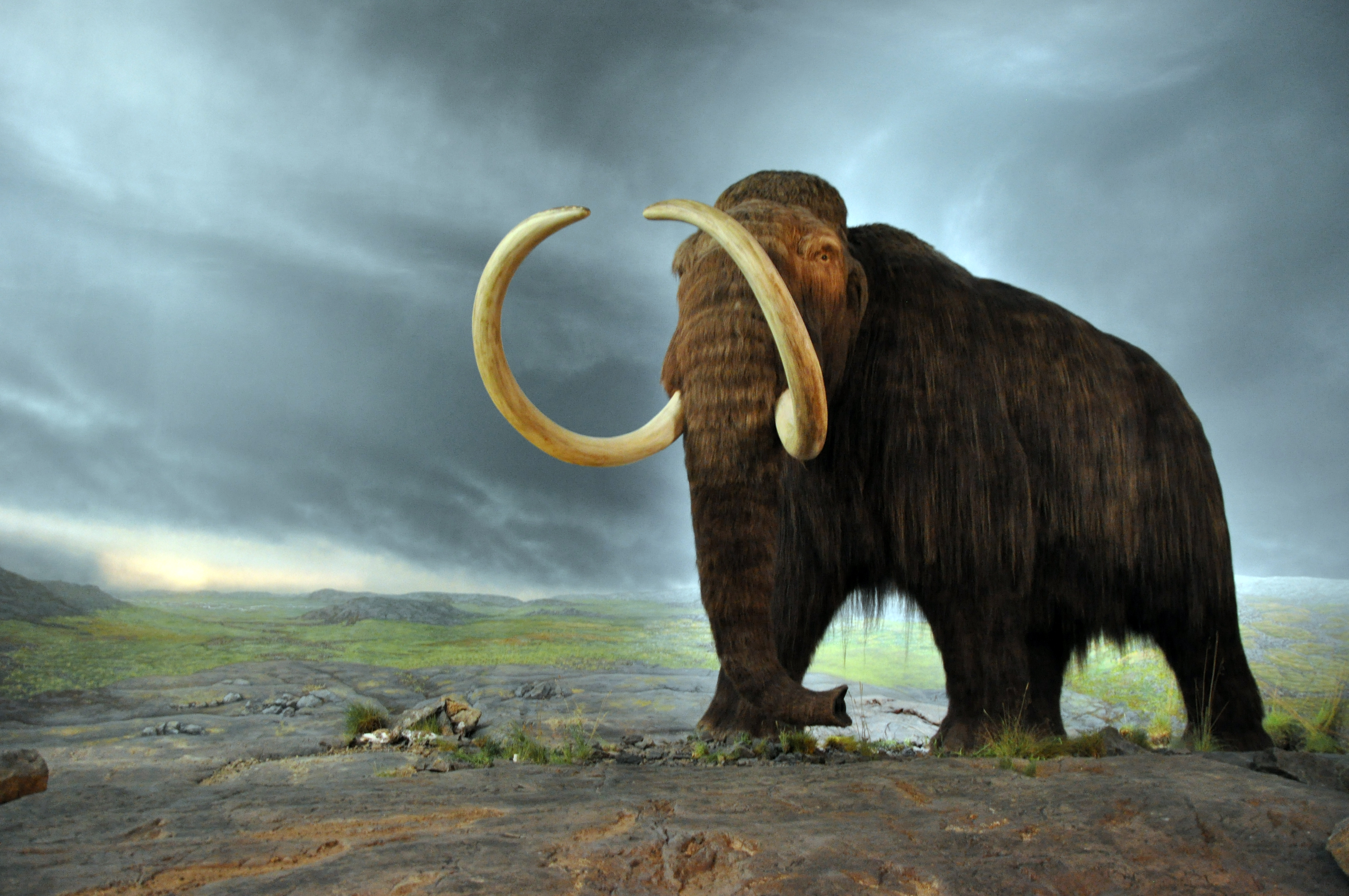 Mamutfasírtot készítettek egy kis mamut DNS alapján, amit elefánt DNS-sel kevertek
