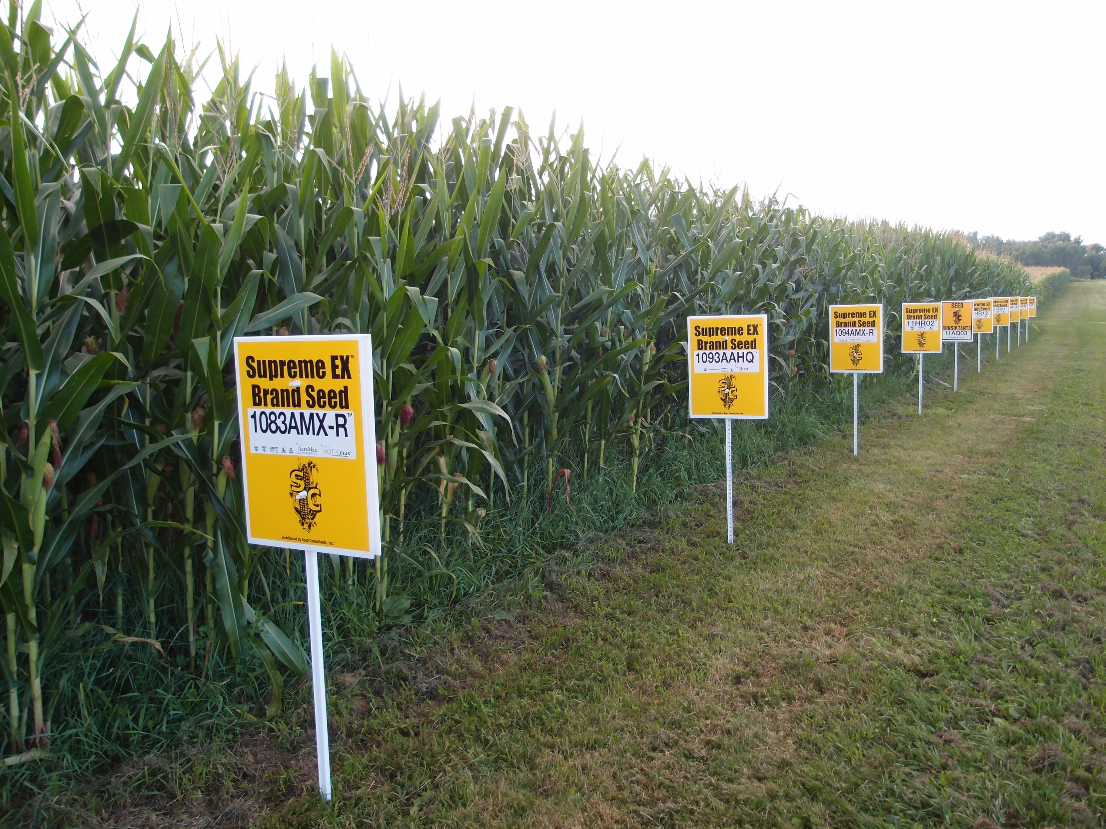 GMO hibrid kukoricás Ohióban.
