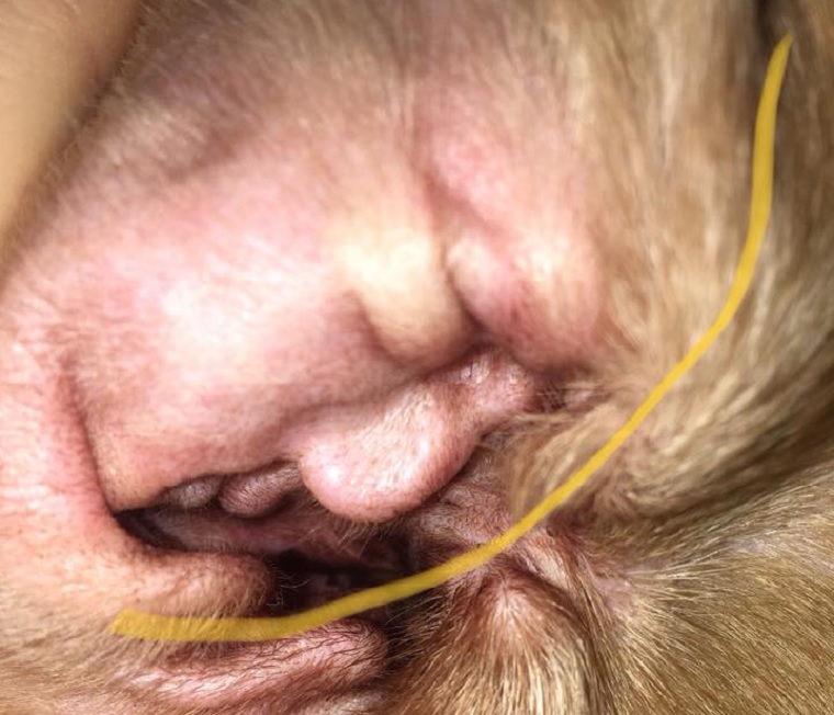 Jézus a pirítóson 2.: Donald Trump arca jelent meg egy brit kutya fülében