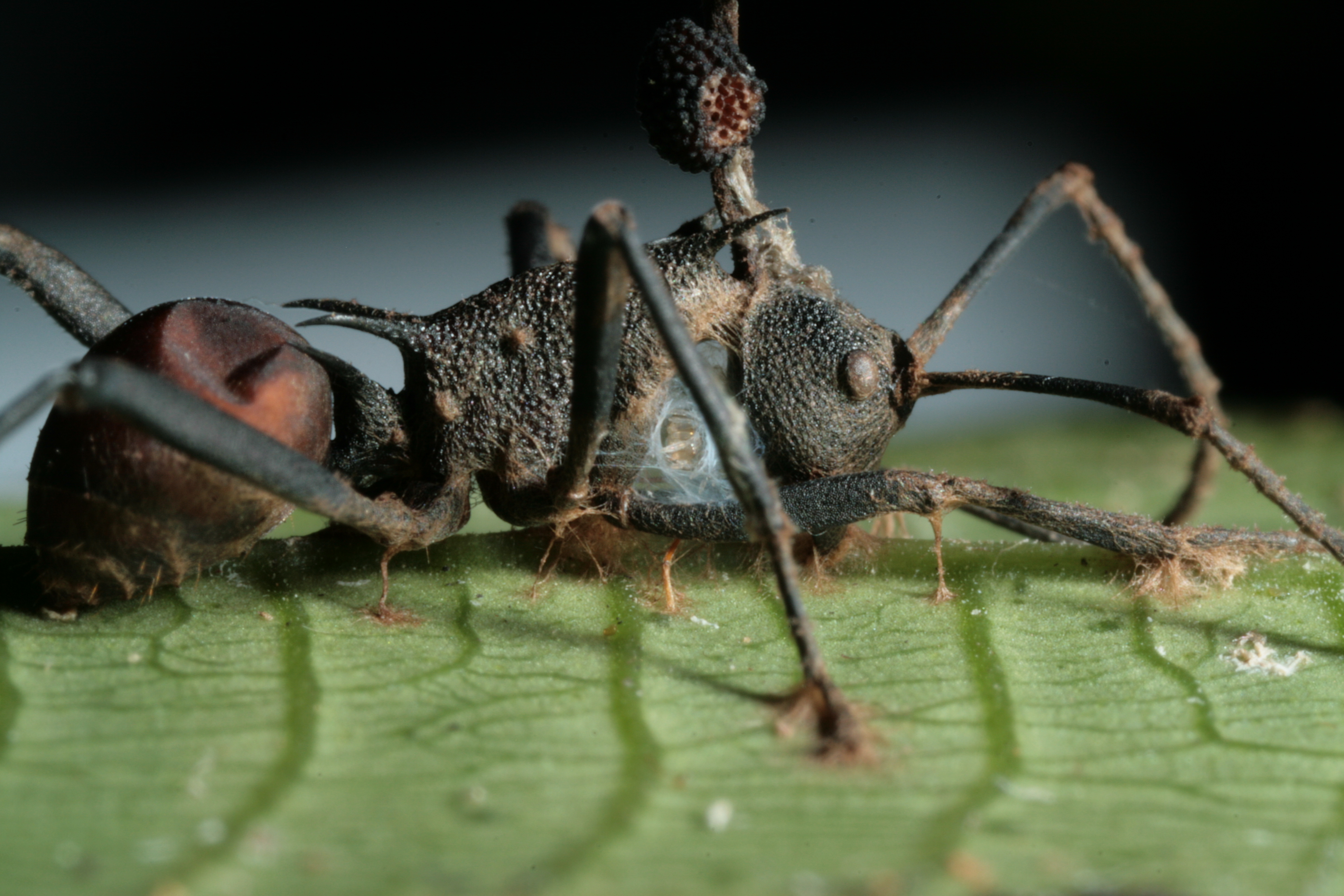 A hangyákban élő parazita