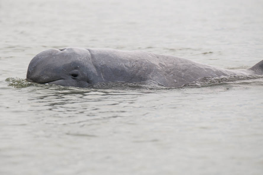 Örvendetesen sok kúposfejű delfin született idén a Mekongban